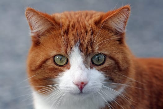 Cat portrait of a red cat