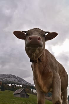 Organic meat