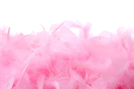 Pile of bird feathers with the space for text. Isolated on white