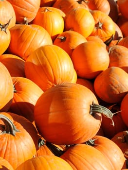 Many bright orange carving pumpkins together outdoors for sale on a sunny autumn day.