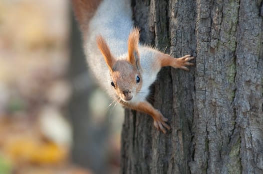 Red squirrel on a tree. Nature background