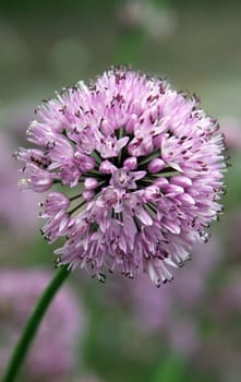 Pyrenean leek