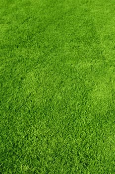 Photo of the beautiful green grass texture