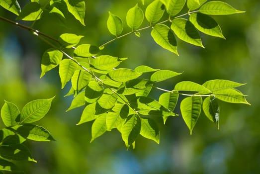 Beautiful green leaves make pattern background