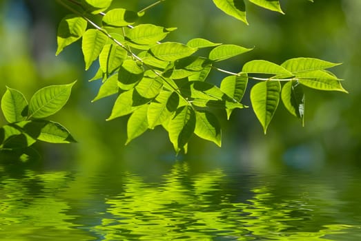 green leaves reflecting in the water, shallow focus