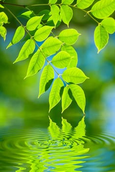 green leaves reflecting in the water, shallow focus