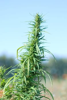 Photo of hemp plates with Shadow DOF