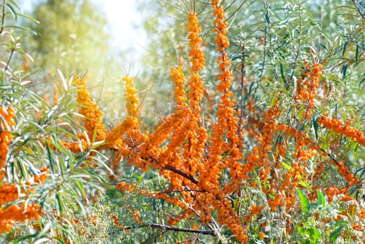 Close up of the branch of sea-buckthorn with berries.