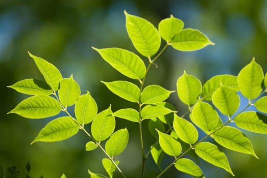 Beautiful green leaves make pattern background