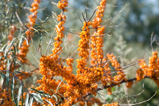 Close up of the branch of sea-buckthorn with berries.