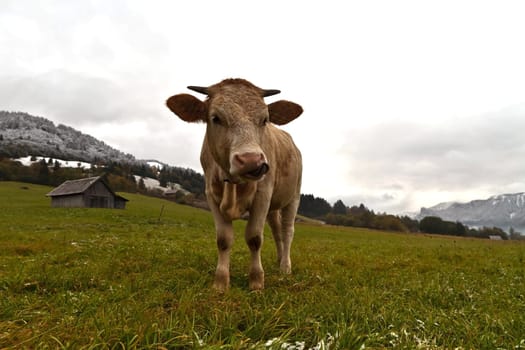 Organic meat