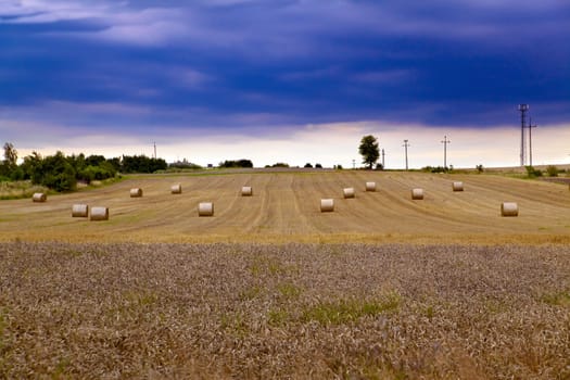 Summer landscape with rye field, wind turbines and electric poles