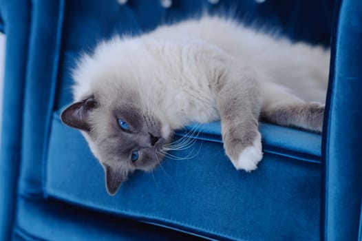 A purebred Ragdoll cat lays on his side on the cushion of a chair. The cats eyes are blue and the chair is a similar blue. The cat looks at the camera.