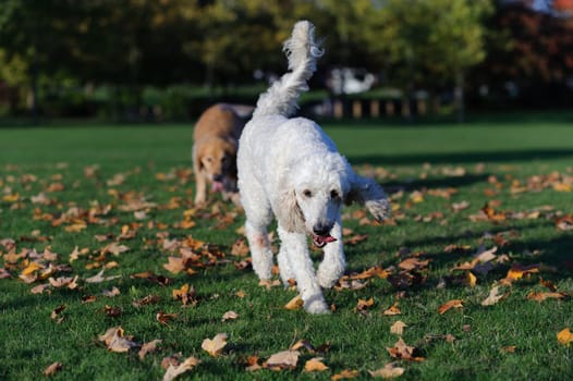 A white golden doodle dog walks towards the camera. The dog looks like a standard poodle. It is autumn in a park. Maple leaves have fallen on the green grass.