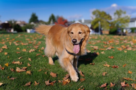 An autumn day in the park. A purebred Golden Retriever walks towards the camera in a field of green grass with fallen maple leaves.