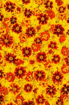 Rudbeckia laciniata, Lantana camara, Tagetes - flower heads