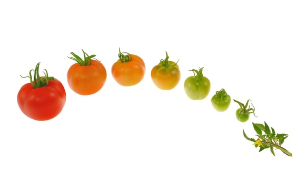 Evolution of red tomato isolated on white background