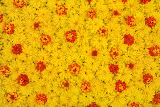 Group of Rudbeckia laciniata and Lantana camara flower heads
