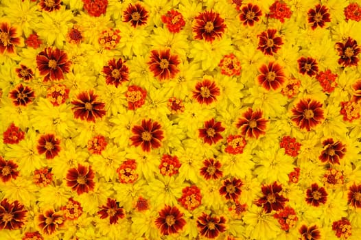 Rudbeckia laciniata, Lantana camara, Tagetes - flower heads