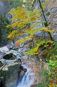 The Pöllat Gorge near Neuschwanstein in autumn