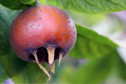 The fruit of the medlar