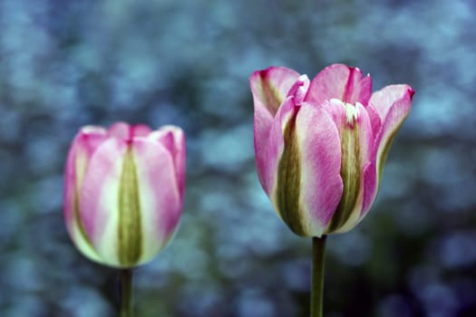Two tulips