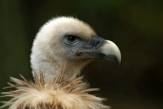 Griffon vulturePortrait