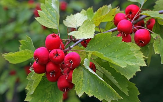 Crataegus pedicellata [Scarlet hawthorn]