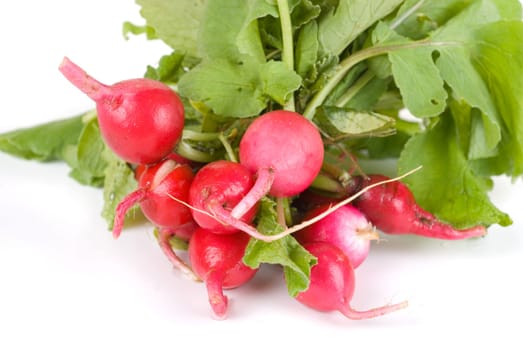 Fresh radishes isolated on white background