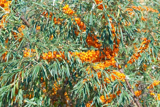 Close up of the branch of sea-buckthorn with berries.