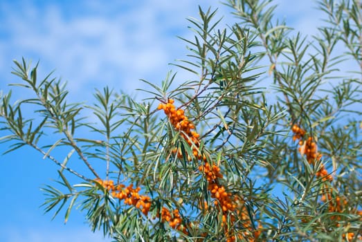 Close up of the branch of sea-buckthorn with berries.