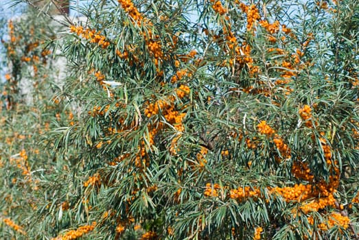 Close up of the branch of sea-buckthorn with berries.