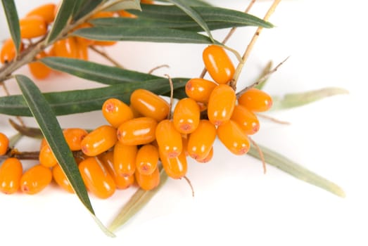 Cluster mature orange sea-buckthorn berries with leaves on a white