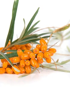 Cluster mature orange sea-buckthorn berries with leaves on a white