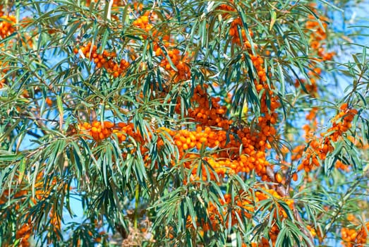 Close up of the branch of sea-buckthorn with berries.