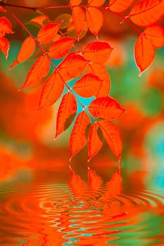 autumn leaves reflecting in the water, shallow focus