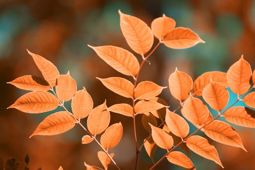 autumn leaves, very shallow focus