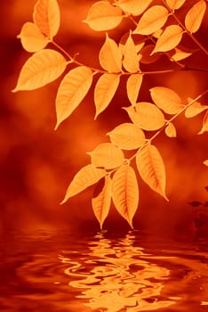 autumn leaves reflecting in the water, shallow focus