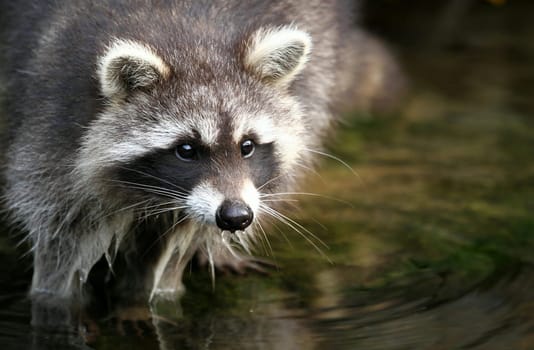 Raccoon