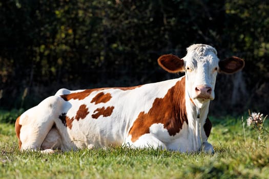 white and brown cow lying on the green meadow