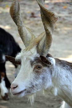 Goat