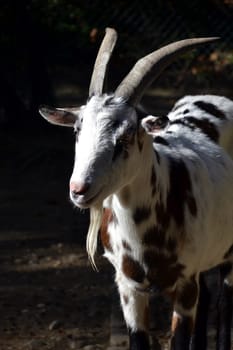 Goat