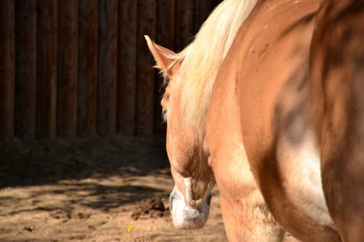 Horse
