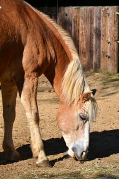 Horse