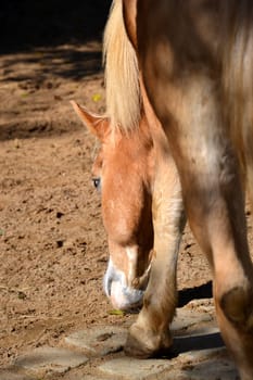 Horse