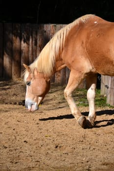 Horse