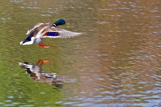 Duck landing on a natural pond, with outstretched wings