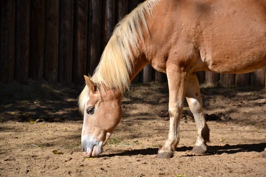 Horse
