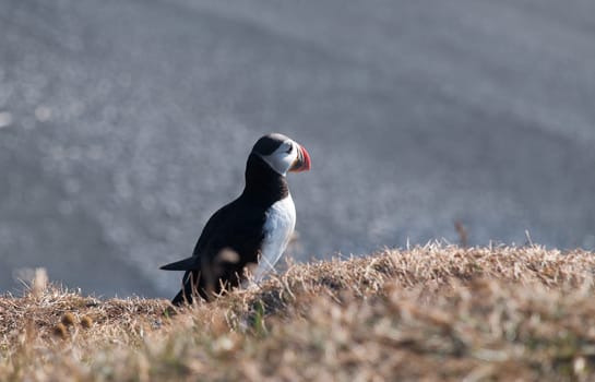 puffins from behind Vik in Iceland