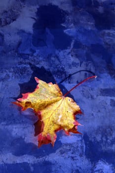 Background - The Autumnal Leaf